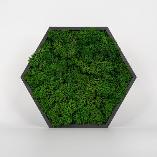 HexaFlow Moos Dunkelgrün - Mooselier