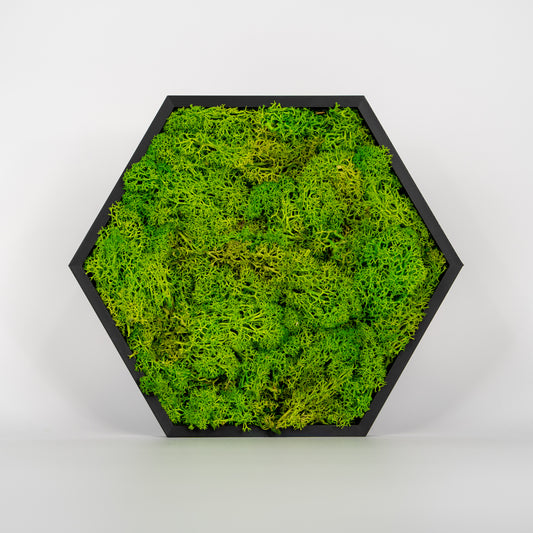 HexaFlow Moos Hellgrün - Mooselier