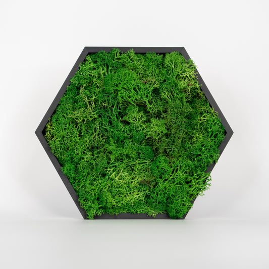 HexaFlow Moos Mittelgrün - Mooselier