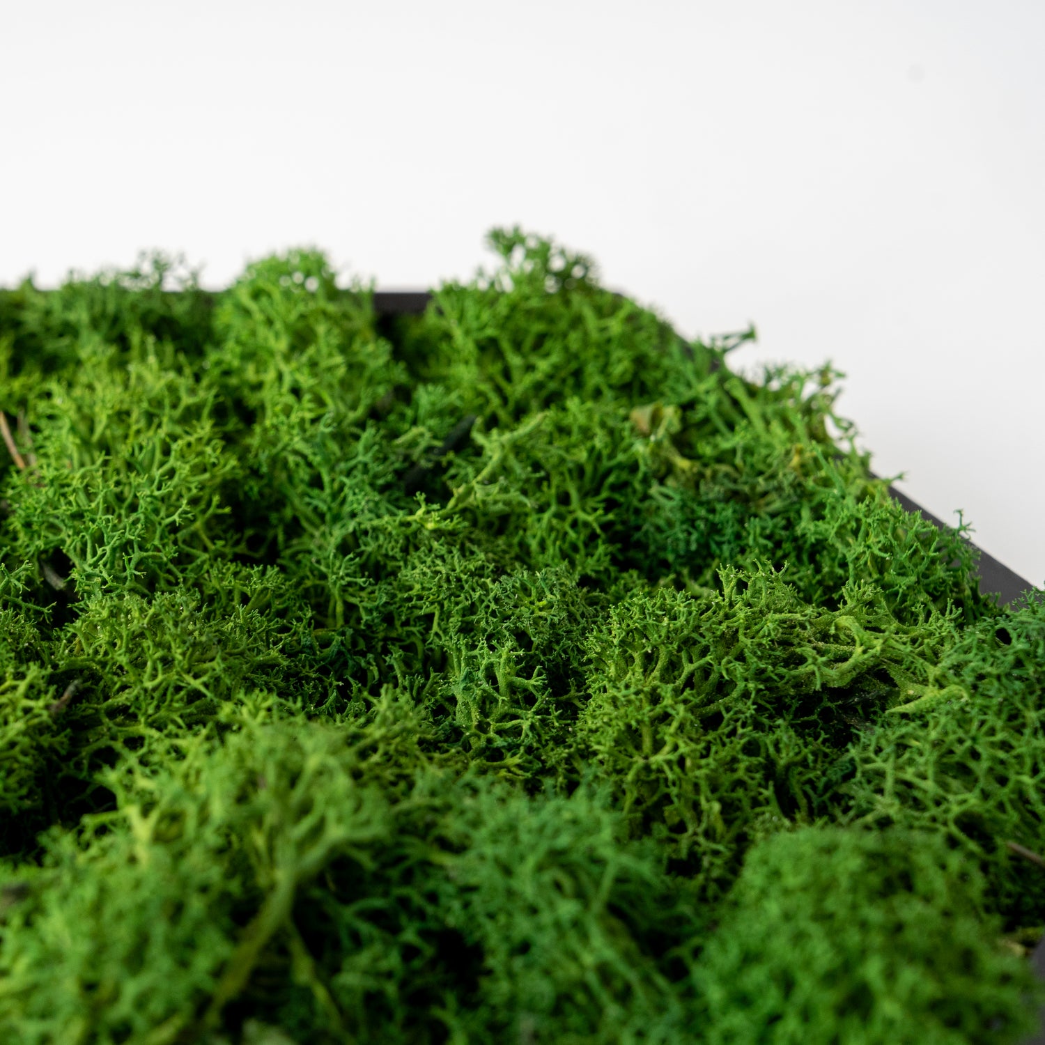 HexaFlow Moos Dunkelgrün - Mooselier